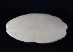Scutella faujasi (DEFRANCE 1827) - Bild © FossNet FossilienStore